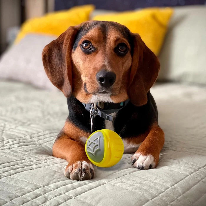 Fofos- Flexy Ball Ultra Bounce Loud Squeaky Dog Toy