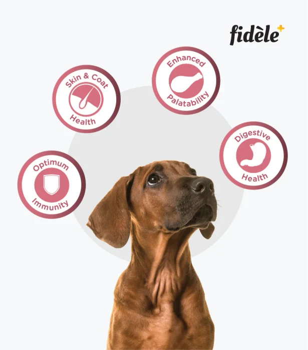 Fidele - Small and Medium Puppy Dry Dog Food