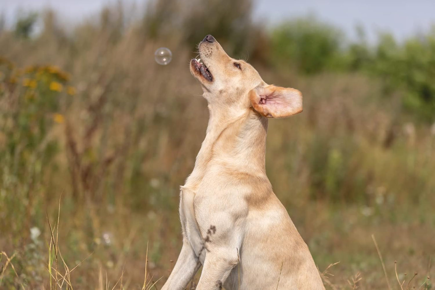 Trixie- Bacon Bubbles Toy for Dogs