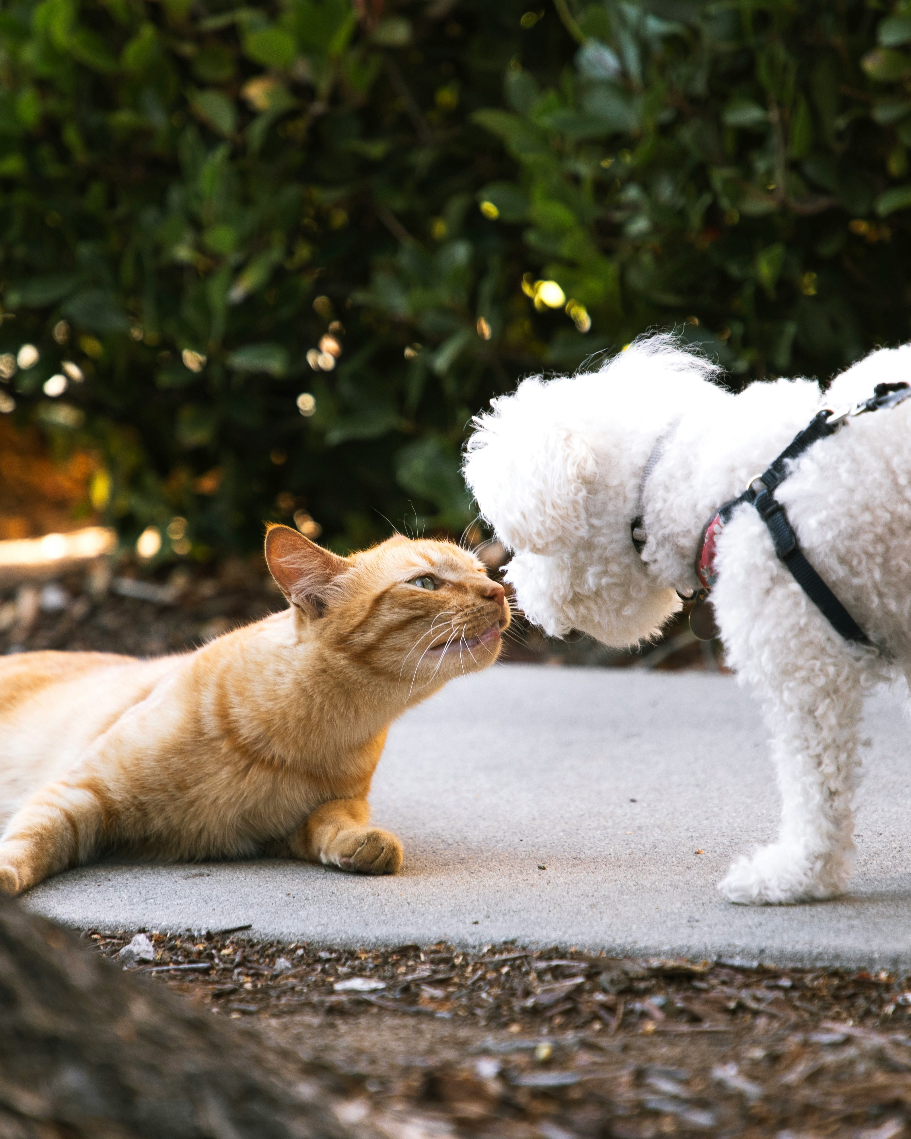 Happy pet with loving family